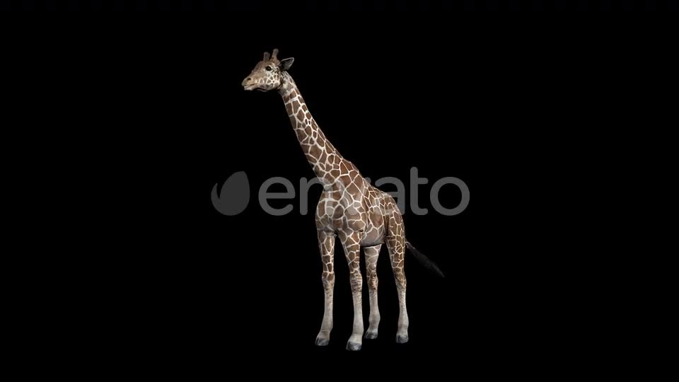 Giraffe Eat Front Videohive 23342445 Motion Graphics Image 1
