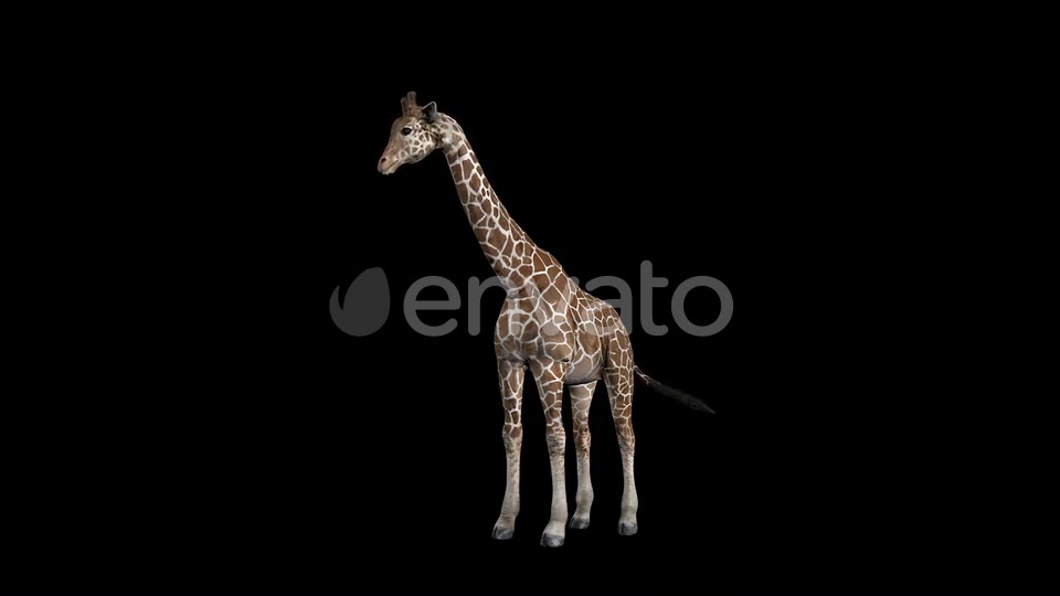 Giraffe Eat Front Videohive 23342445 Motion Graphics Image 3