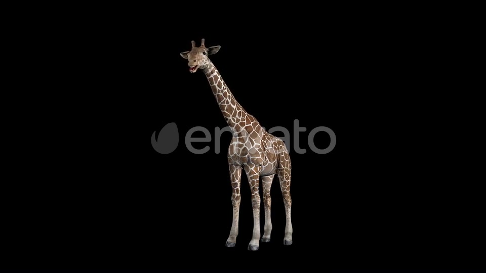 Giraffe Eat Front Videohive 23342445 Motion Graphics Image 4