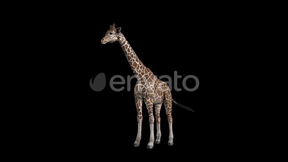 Giraffe Eat Front Videohive 23342445 Motion Graphics Image 5