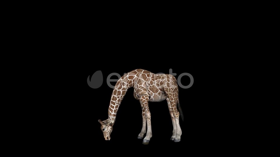 Giraffe Eat Grass Videohive 23319507 Motion Graphics Image 4