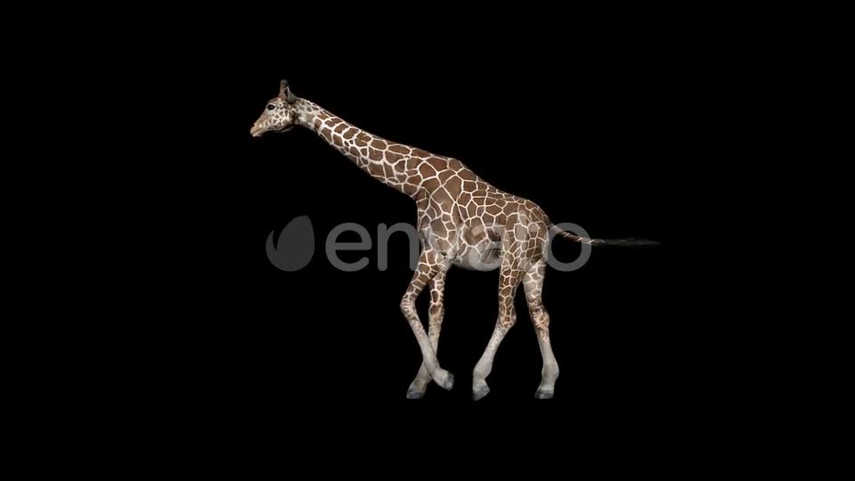 Giraffe Walk Videohive 23319511 Motion Graphics Image 1