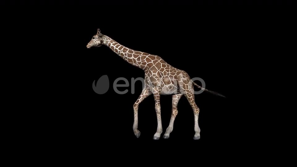 Giraffe Walk Videohive 23319511 Motion Graphics Image 2