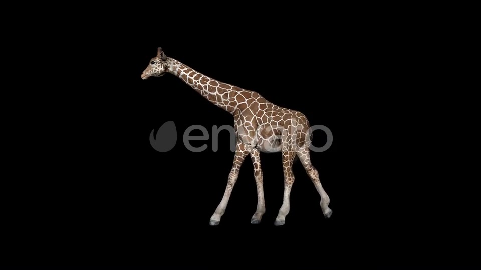 Giraffe Walk Videohive 23319511 Motion Graphics Image 3