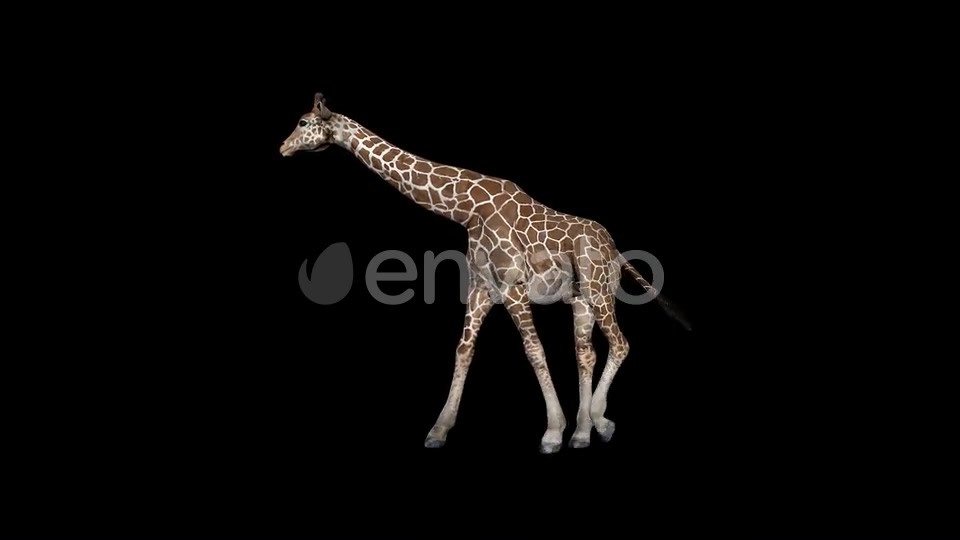Giraffe Walk Videohive 23319511 Motion Graphics Image 4