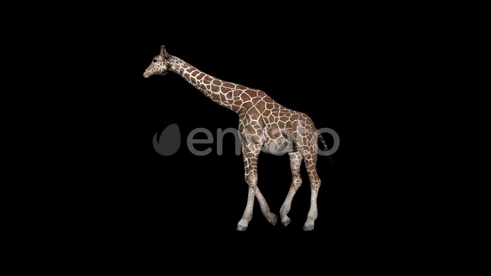 Giraffe Walk Videohive 23319511 Motion Graphics Image 5