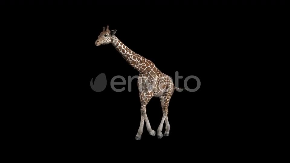 Giraffe Walk Front Videohive 23319485 Motion Graphics Image 1