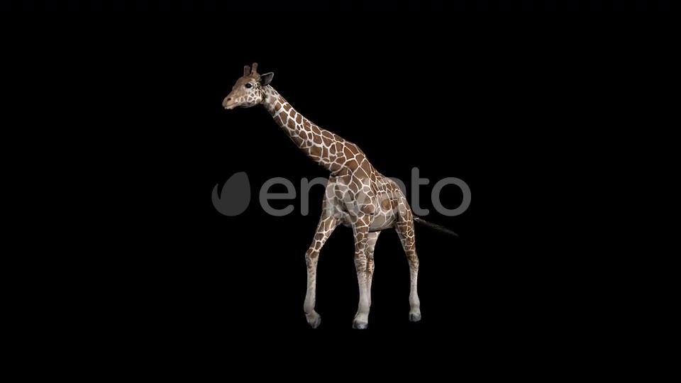 Giraffe Walk Front Videohive 23319485 Motion Graphics Image 2