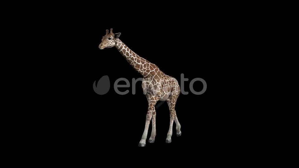 Giraffe Walk Front Videohive 23319485 Motion Graphics Image 3