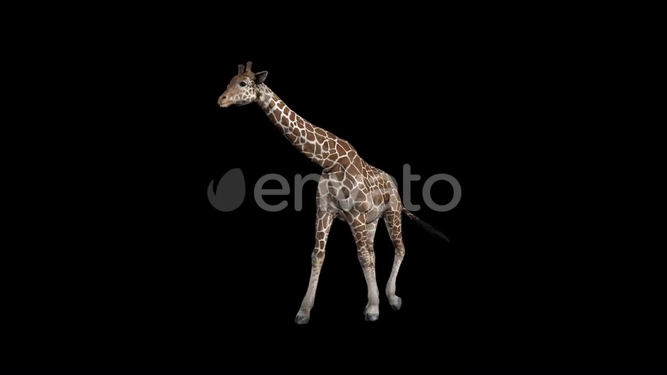 Giraffe Walk Front Videohive 23319485 Motion Graphics Image 4