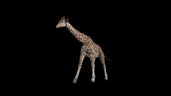 Giraffe Walk Front - Videohive Download 23319485