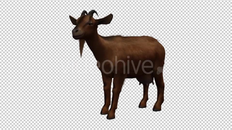 Goat Looped 3 Videohive 20704799 Motion Graphics Image 6