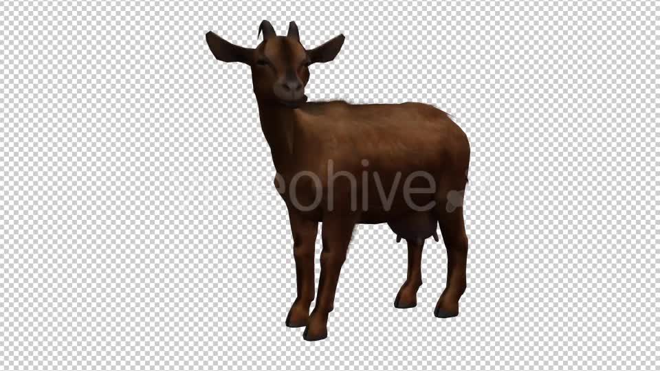 Goat Looped 3 Videohive 20704799 Motion Graphics Image 7