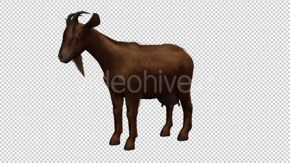 Goat Looped Videohive 20704756 Motion Graphics Image 10