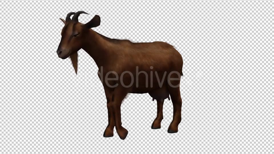 Goat Looped Videohive 20704756 Motion Graphics Image 5