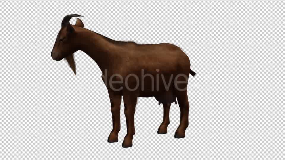 Goat Looped Videohive 20704756 Motion Graphics Image 9