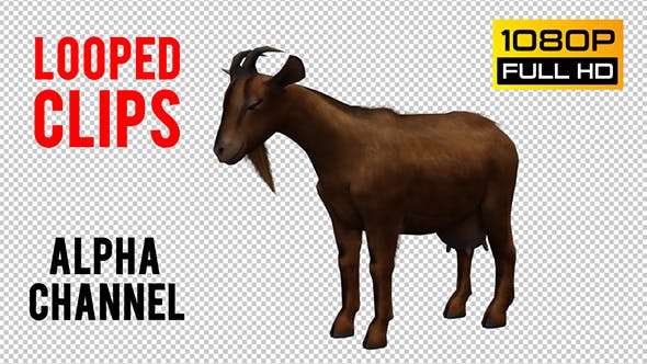Goat Looped - Videohive 20704756 Download
