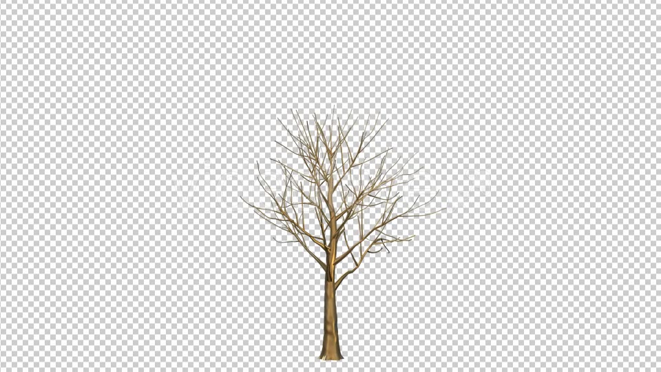 Gold Tree Growing Videohive 19460996 Motion Graphics Image 4