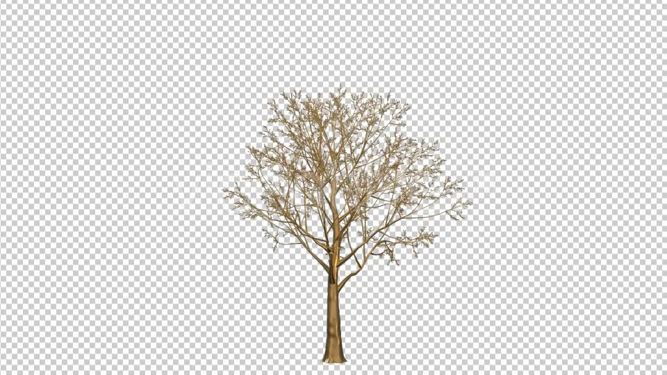 Gold Tree Growing Videohive 19460996 Motion Graphics Image 5
