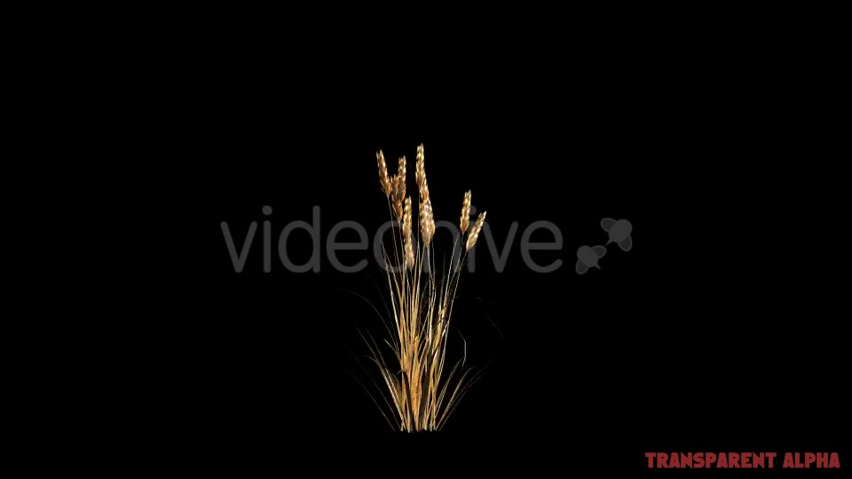 Gold Wheat Videohive 19467616 Motion Graphics Image 3