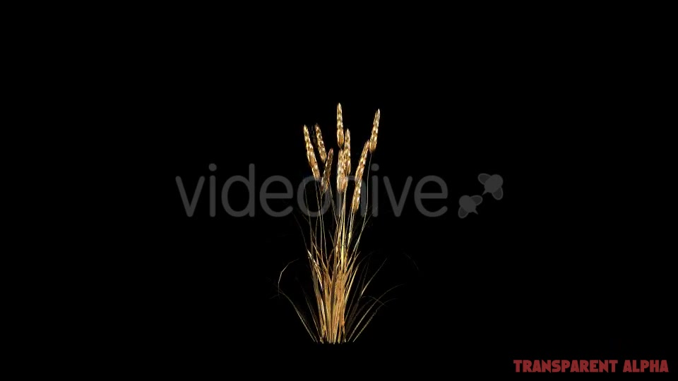 Gold Wheat Videohive 19467616 Motion Graphics Image 4
