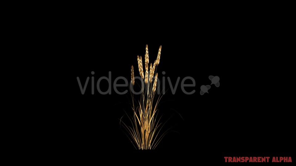 Gold Wheat Videohive 19467616 Motion Graphics Image 5