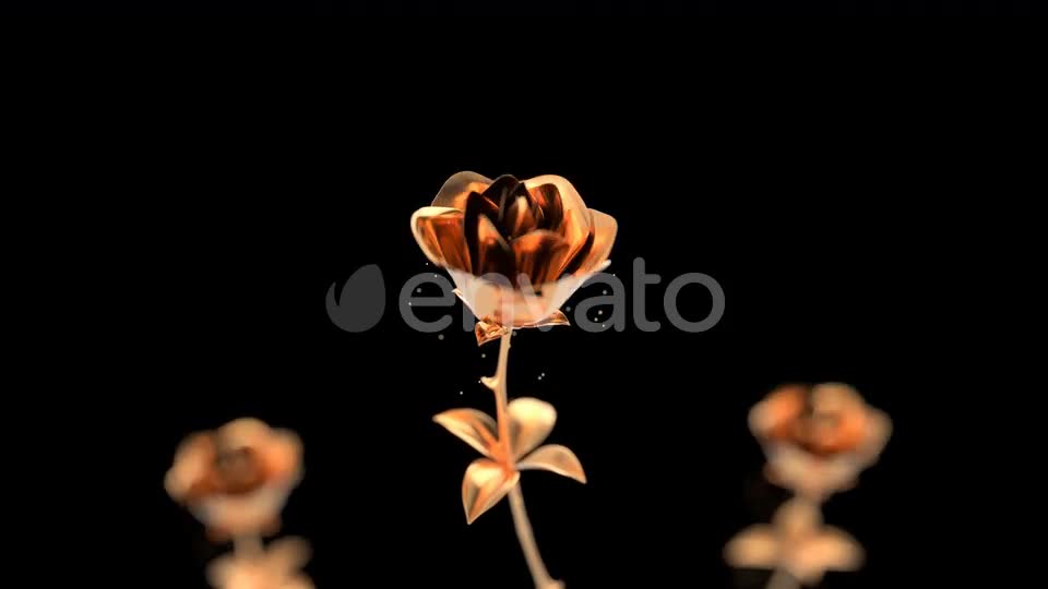 Golden roses blooming with particles Videohive 24788628 Motion Graphics Image 1