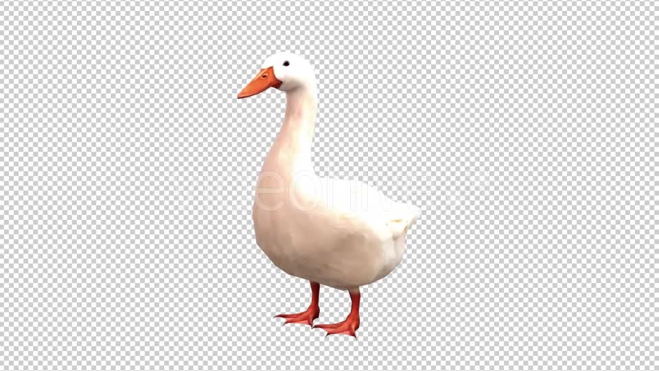 Goose Looped 4 Videohive 20697893 Motion Graphics Image 1