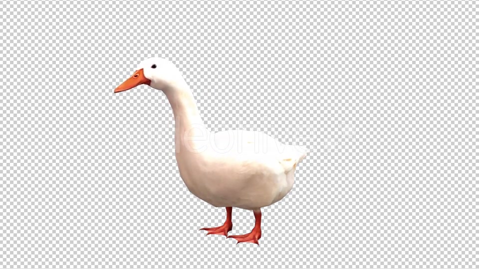 Goose Looped 4 Videohive 20697893 Motion Graphics Image 4