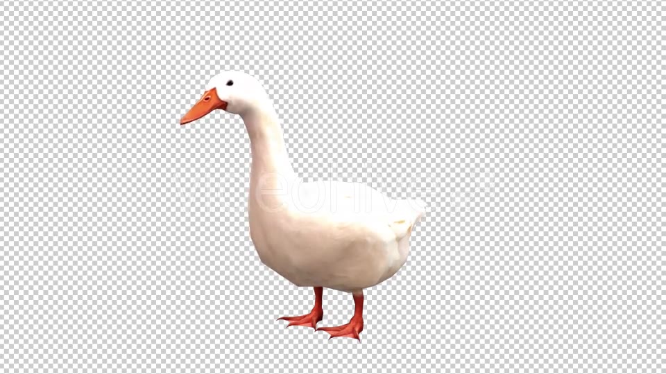 Goose Looped 4 Videohive 20697893 Motion Graphics Image 5