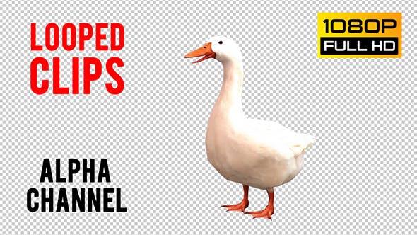 Goose Looped 4 - 20697893 Videohive Download