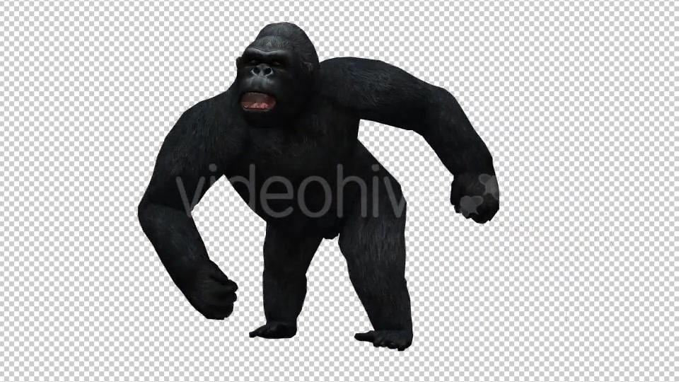 Gorilla 2 Videohive 20631883 Motion Graphics Image 4