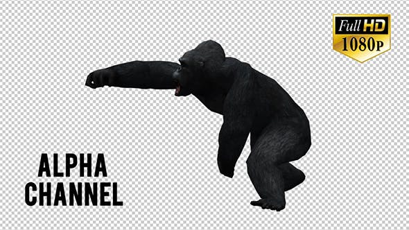 Gorilla 2 - Videohive Download 20631883