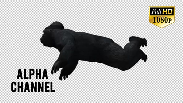 Gorilla 3 - Videohive Download 20631942