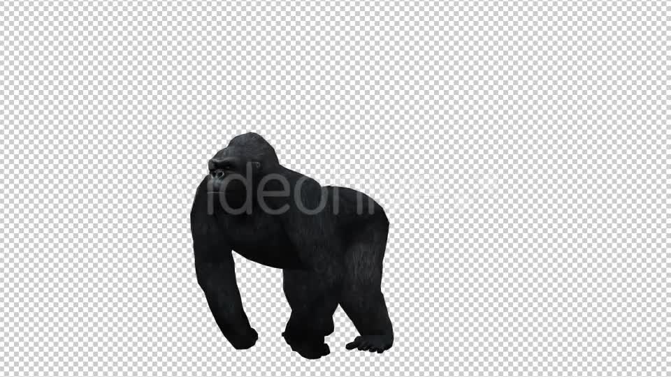Gorilla 4 Videohive 20631972 Motion Graphics Image 1