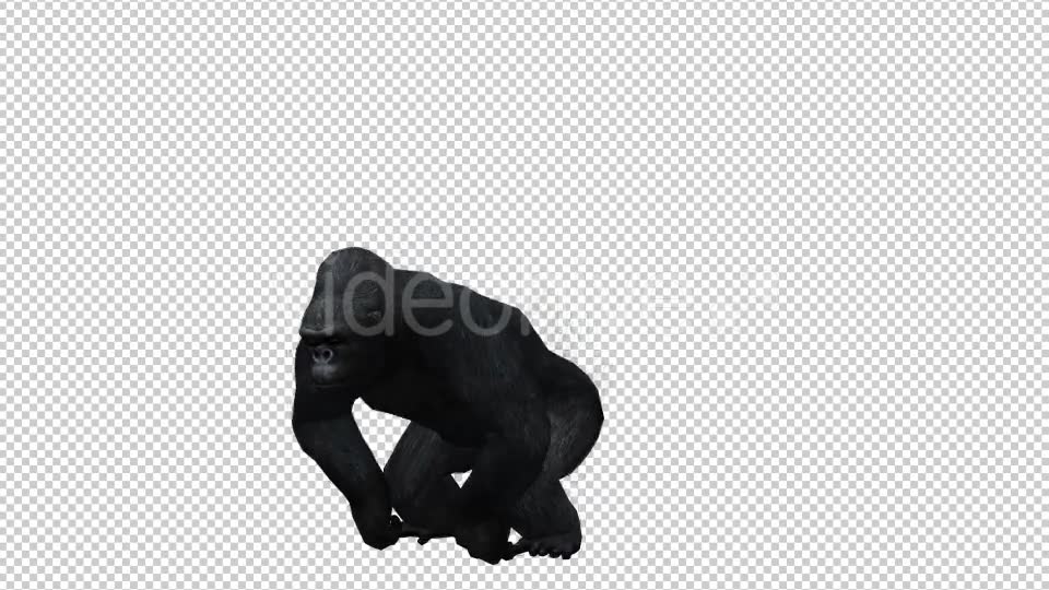 Gorilla 4 Videohive 20631972 Motion Graphics Image 2
