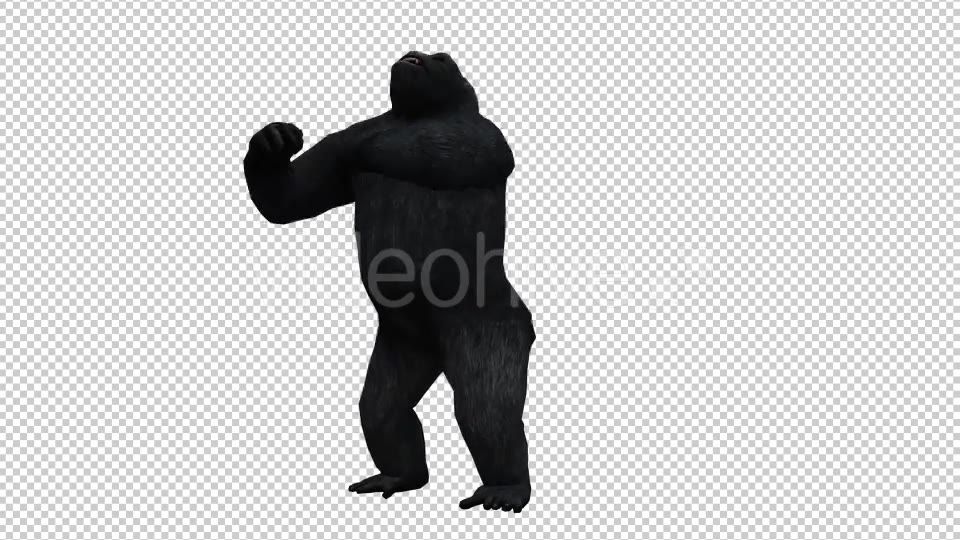 Gorilla 4 Videohive 20631972 Motion Graphics Image 3