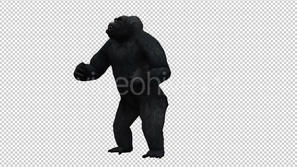 Gorilla 4 Videohive 20631972 Motion Graphics Image 4