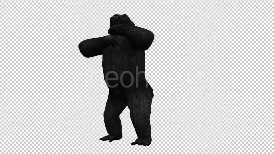 Gorilla 4 Videohive 20631972 Motion Graphics Image 5