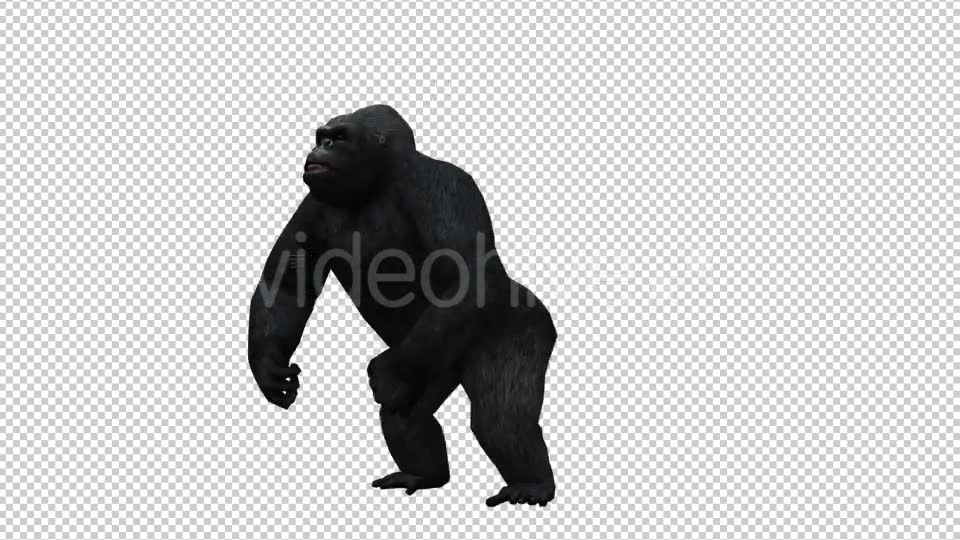 Gorilla 4 Videohive 20631972 Motion Graphics Image 6
