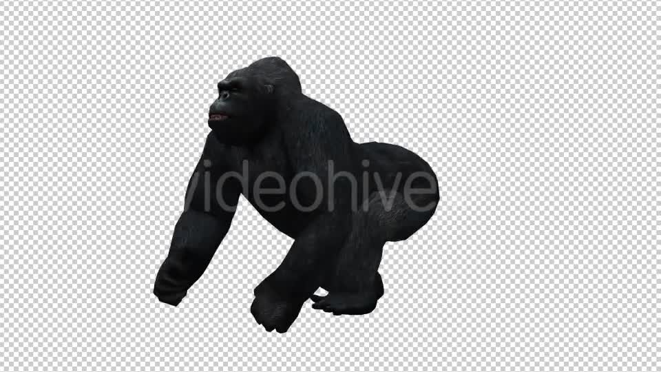 Gorilla 5 Videohive 20631992 Motion Graphics Image 1