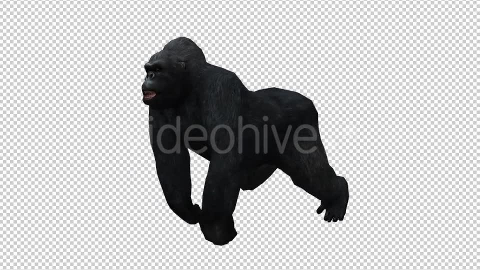 Gorilla 5 Videohive 20631992 Motion Graphics Image 2