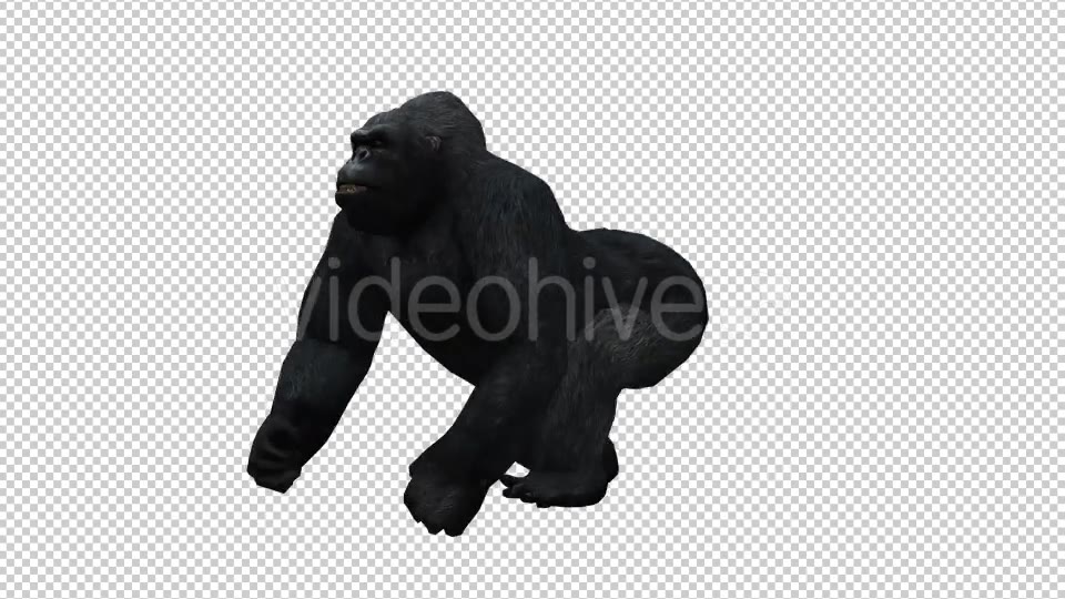 Gorilla 5 Videohive 20631992 Motion Graphics Image 3