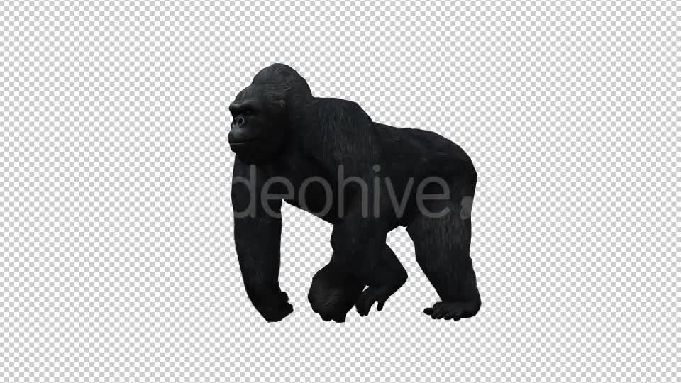 Gorilla 6 Videohive 20632028 Motion Graphics Image 1