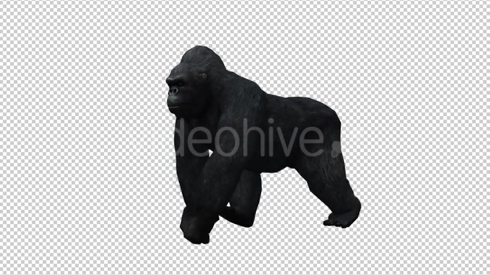 Gorilla 6 Videohive 20632028 Motion Graphics Image 3
