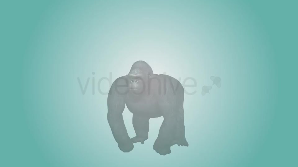 Gorilla Hitting Chest 01 Videohive 19983837 Motion Graphics Image 2