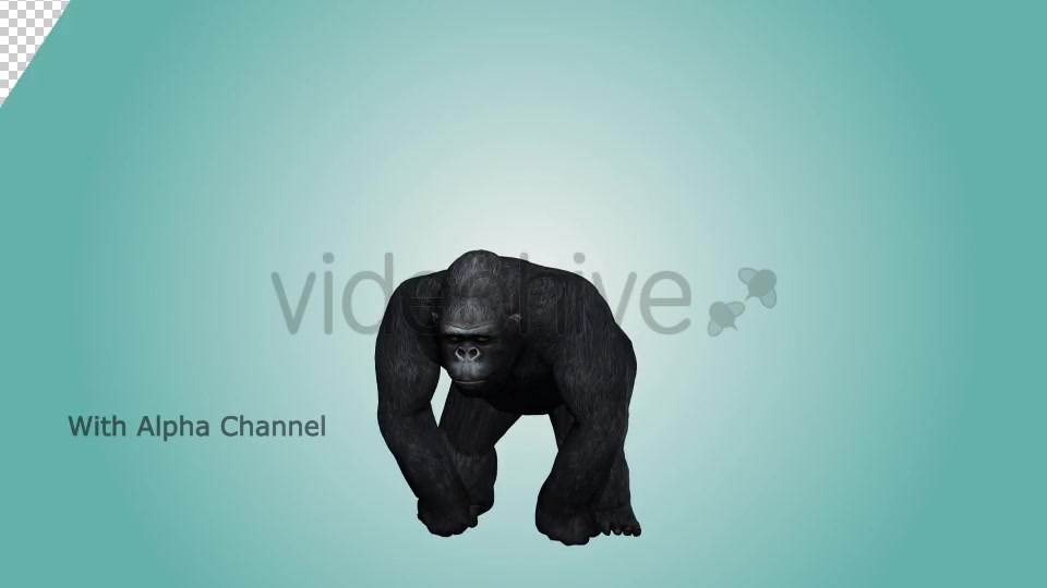 Gorilla Hitting Chest 01 Videohive 19983837 Motion Graphics Image 3