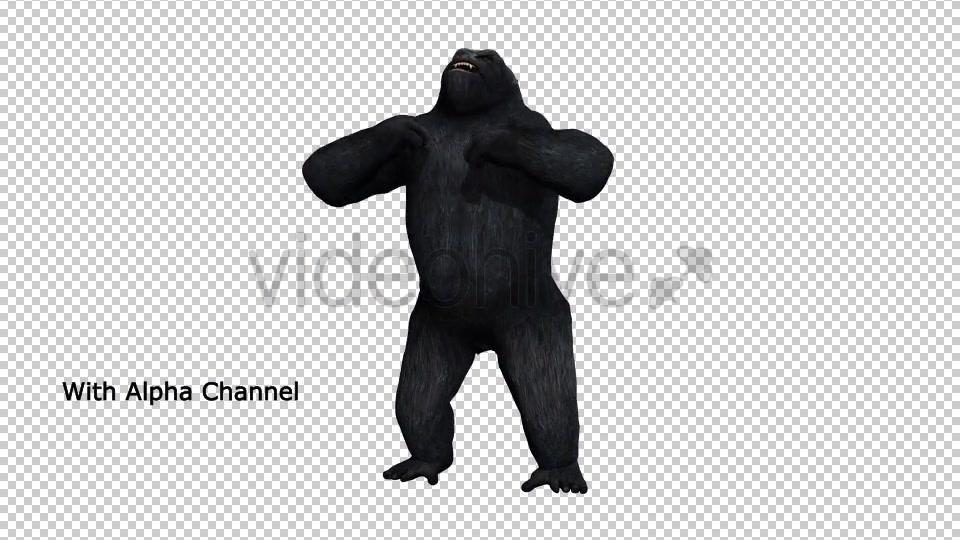 Gorilla Hitting Chest 01 Videohive 19983837 Motion Graphics Image 4