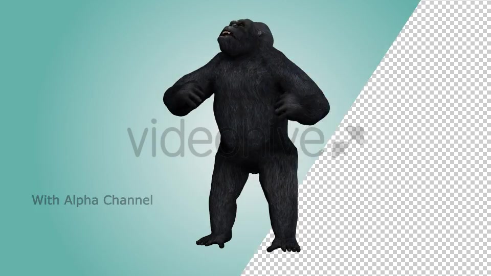 Gorilla Hitting Chest 01 Videohive 19983837 Motion Graphics Image 5