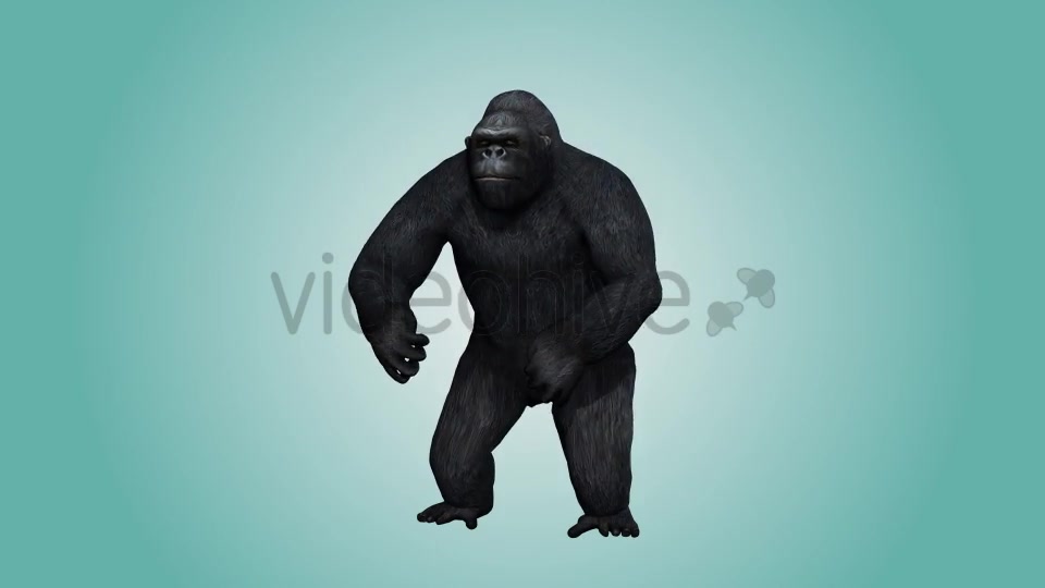Gorilla Hitting Chest 01 Videohive 19983837 Motion Graphics Image 6